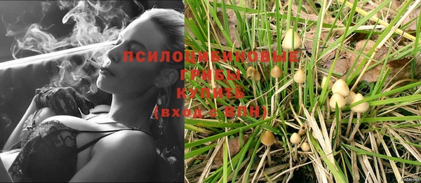 ПСИЛОЦИБИНОВЫЕ ГРИБЫ Пересвет